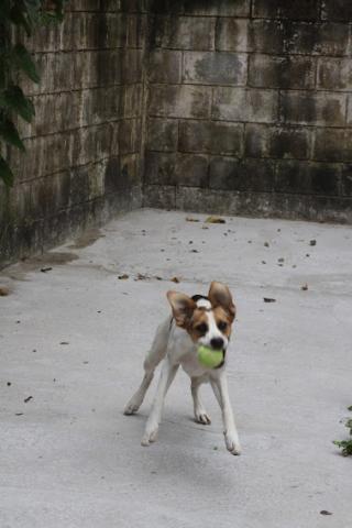 cãozinho. #paratodosverem