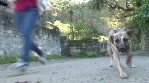 imagem com movimento. Foco está no cão que está correndo. Pessoa o segura pela guia. #paratodosverem
