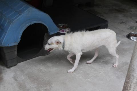 cão de pelo branco entra em casinha. #paratodosverem