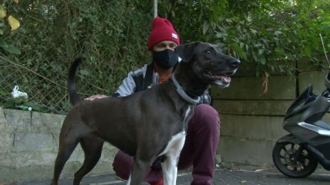 cão recebe carinho de um homem. #paratodosverem