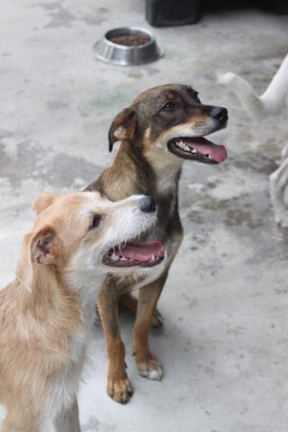 dois cãezinhos. #paratodosverem