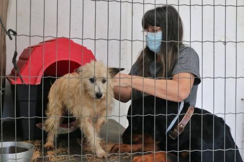 mulher coloca coleira em cão. Ele está atrás deum alambrado, saindo de uma casinha. #paratodosverem