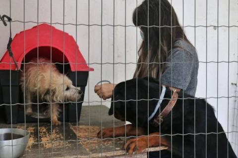 mulher se prepara para colocar coleira em cão que está saindo de uma casinha. Ao lado esquerdo dela um cão apoia as patas dianteiras sobre uma mesa. Ele já está com coleira. #paratodosverem