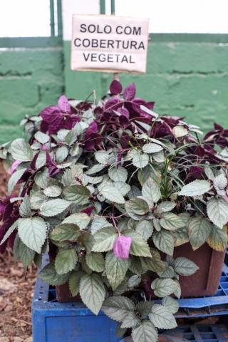 detalhe de planta com placa ao fundo onde se lê Solo com cobertura vegetal. #Paratodosverem