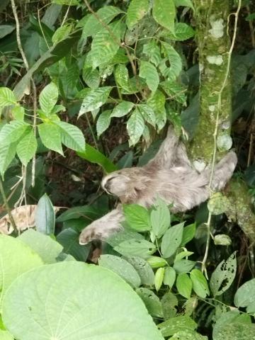 bicho preguiça na árovre #paratodosverem