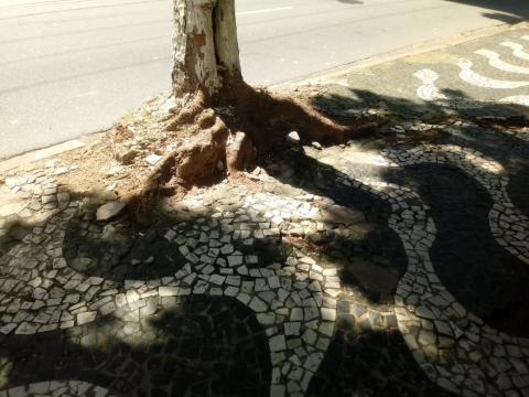 raiz de árvore cortada. #paratodosverem
