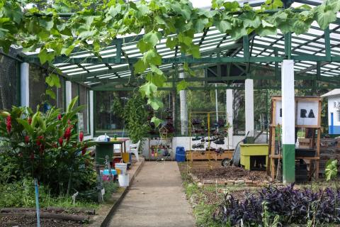 Estufa com vários canteiros e mudas de plantas. #Paratodosverem