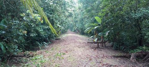trilha no centro e vegetação nas laterais. #paratodosverem