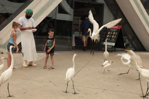 garças voando na porta do mercado #paratodosverem