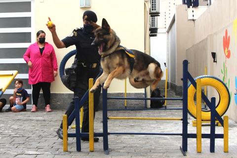 Cachorro pula obstáculo sob orientação do guarda #paratodosverem
