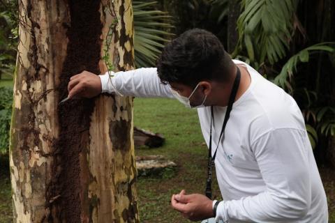 Técnico aponta para interior de tronco de árvore. #paratodosverem