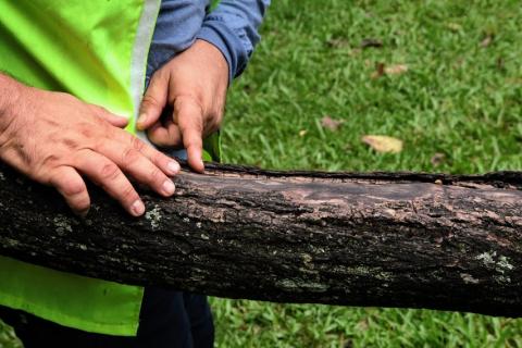 mãos apontam para tronco de árvore. #paratodosverem