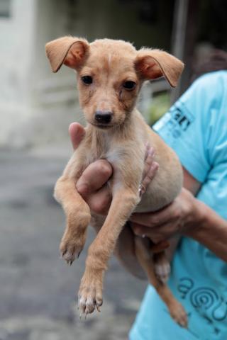 Cão sem nome, pequeno, nos braços de uma pessoa. #paratodosverem