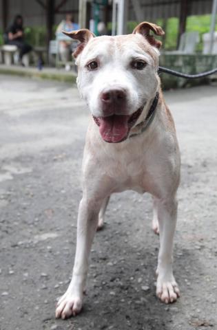 O cão Guga, seis anos. #paratodosverem