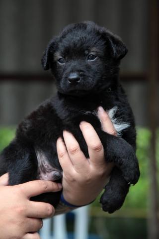 Cão pequeno, nas mãos de uma pessoa. Sem nome. #paratodosverem