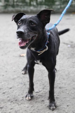 cachorro para adoção na codevida #paratodosverem