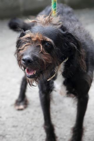 cachorro para adoção na codevida #paratodosverem