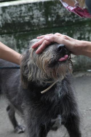 cachorro para adoção na codevida #paratodosverem