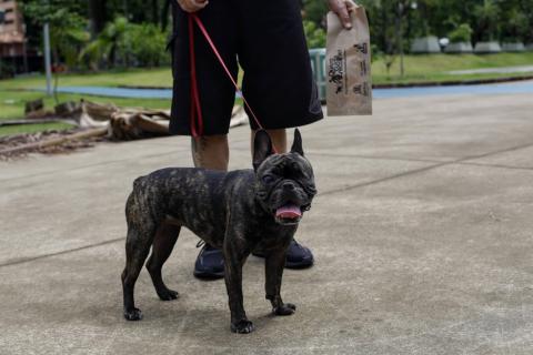 homem passeia com cachorro segurando saco de fezes totem com sacos para fezes #paratodosverem 