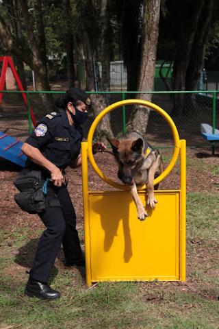 Cão acompanhado da guarda salta em obstáculo #paratodosverem