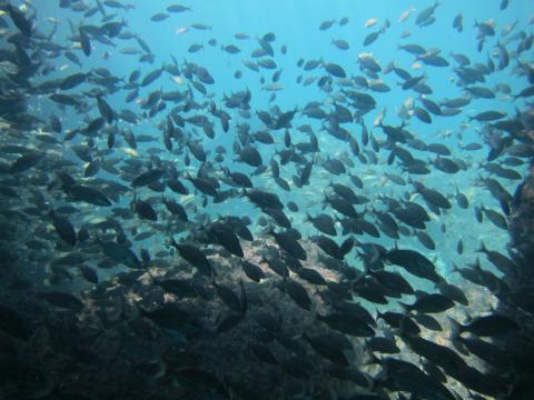 Imagem de cardume em mar azul. #pracegover