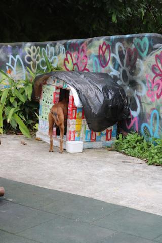 Cachorro entrando dentro da casinha #paratodosverem