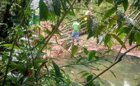 vegetação em primeiro plano e homem ao fundo removendo galhos de trecho de rio. #paratodosverem