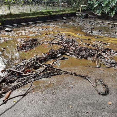 restos de plantas em fundo de lago. #paratodosverem