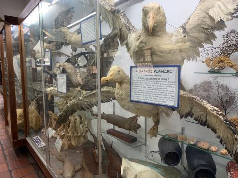 diversas espécies expostas no museu #paratodosverem