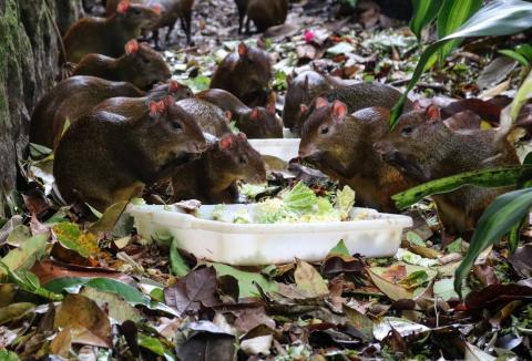 Cutias se alimentam de folhas em meio a mata do parque. #pratodosverem