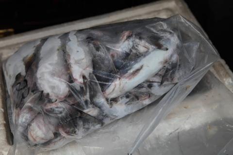 caixa de isopor com peixes congelados. #paratodosverem