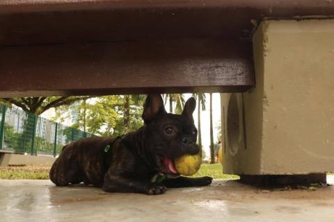 cãe segura bolinha na boca. Ele está sob um banco. Imagem em close. #paratodosverem