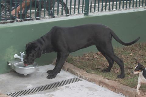 cão bebe água em bebedouro. #paratodosverem