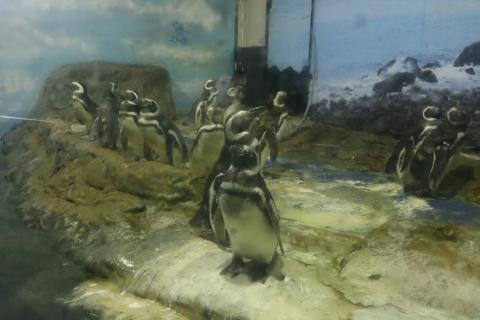 vários pinguins dentro de tanque. #paratodosverem