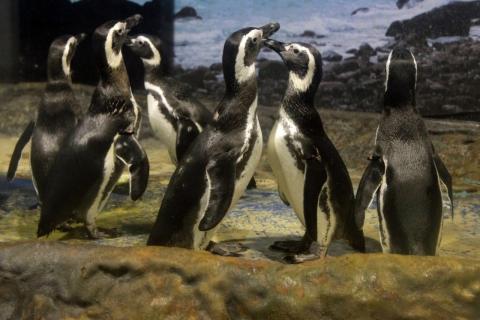 tanque repleto de pinguins-de-magalhães. #paratodosverem