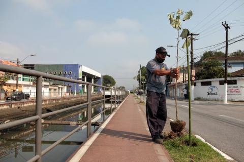 Homem planta muda de árvore na via #paratodosverem