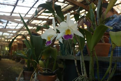 orquídeas em exposição #paratodosverem