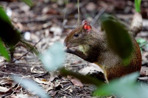 capivara no parque #paratodosverem