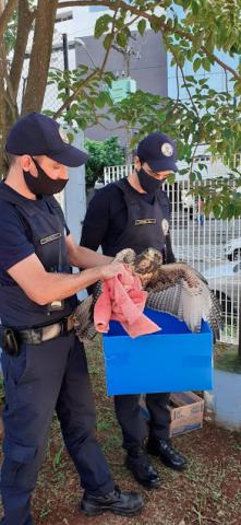 Guardas municipais colocam gavião em caixa protegida. #paratodosverem