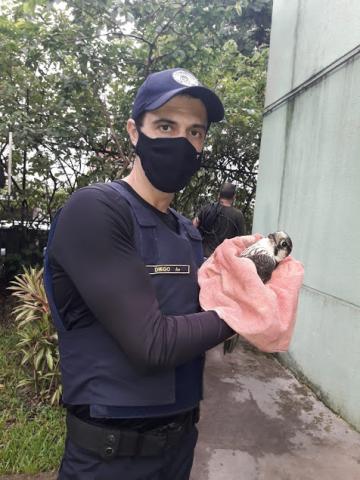 falcão envolvido em toalha está nas mãos de um guarda municipal. Há árovres ao fundo. #paratodosverem