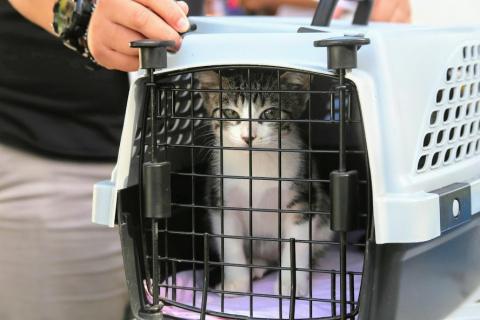 gato em cesta para transporte #paratodosverem