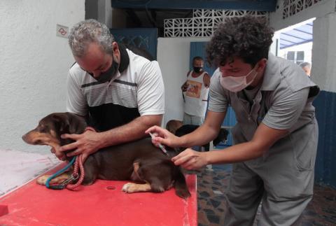 cachorro é vacinado #paratodosverem 