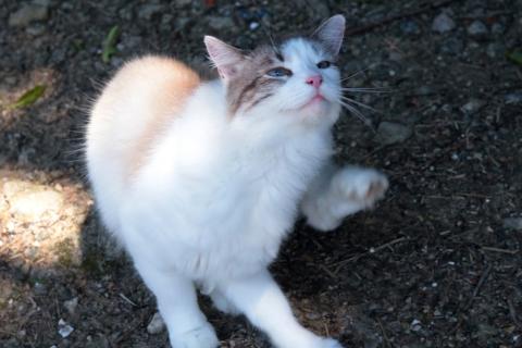 gato com os pés no chão #paratodosverem