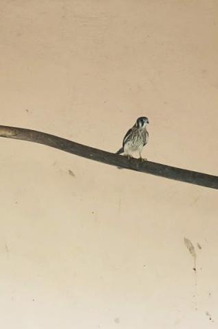 O falcão quiriquiri em um galho de árvore. #Paratodosverem