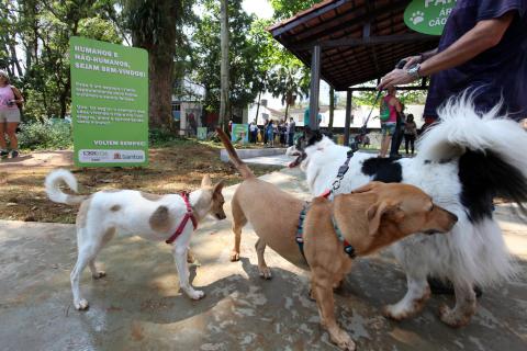 cães na praça #pracegover 