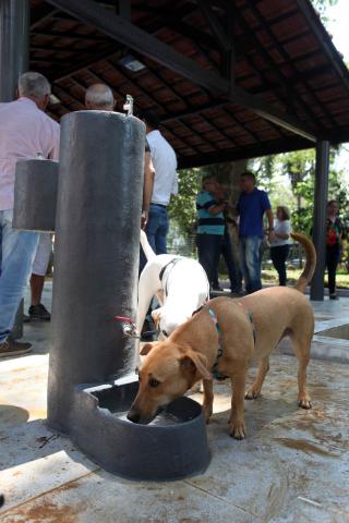 cão no bebedouro #pracegover 