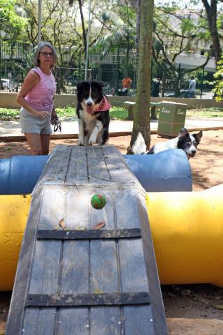 cão passando por rampa correndo atrás de bola #pracegover 