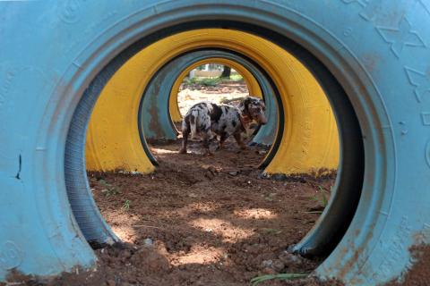 cão em túnel feito com pneus #pracegover 