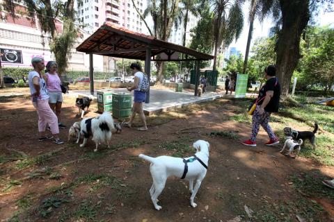 cães na praça #pracegover 