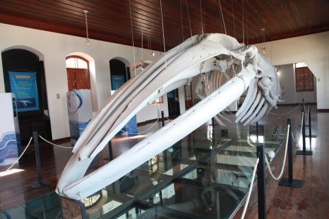 Grande ossada de baleia pendurada em salão de exposição no Museu de Pesca. #Pracegover